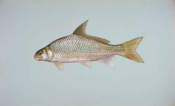 Річка carpsucker риби, carpoides, Карпіо