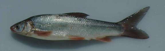 แซคราเมนโต splittail ปลา