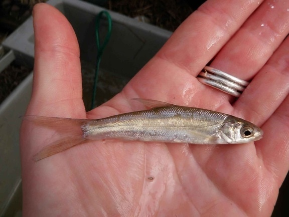 sacramento, splittail, small, fish