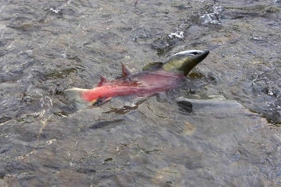 adult fish, spawn, shallow water, salmon fish