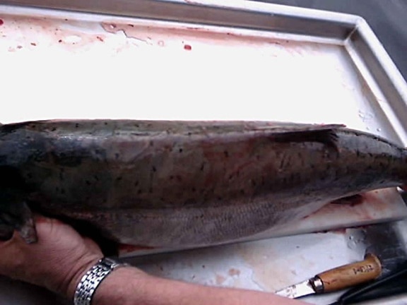 ผู้ใหญ่ คิง ปลาแซลมอน ชีนุ ปลา สกุลปลาแซลมอนแปซิฟิก tshawytscha