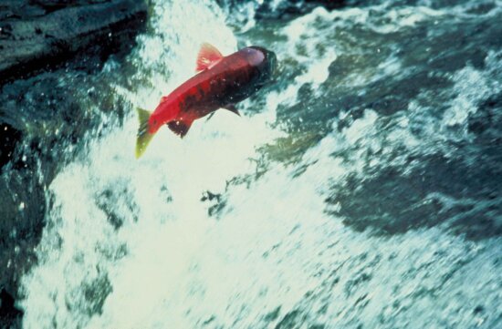 alaska, salmon, jumping, water