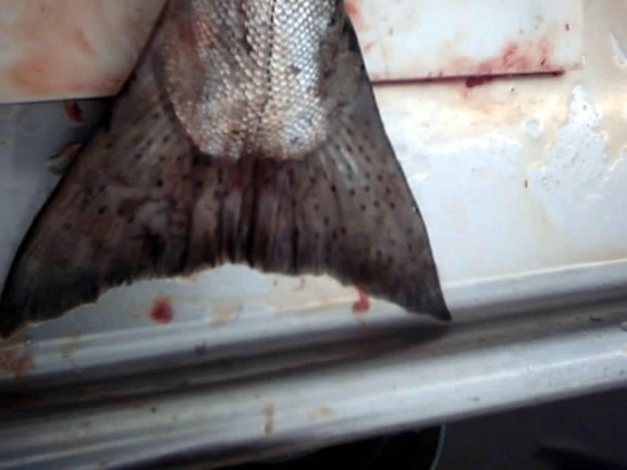 คิง ปลาแซลมอน ชีนุ ปลาแซลมอน หาง สกุลปลาแซลมอนแปซิฟิก tshawytscha