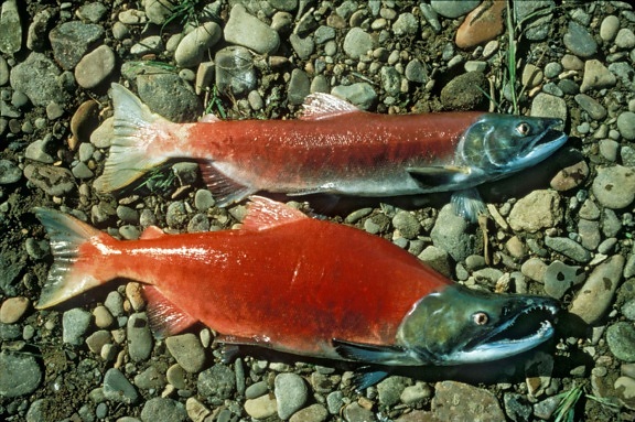 mâle, femelle, rouge, saumon, oncorhynchus, nerka