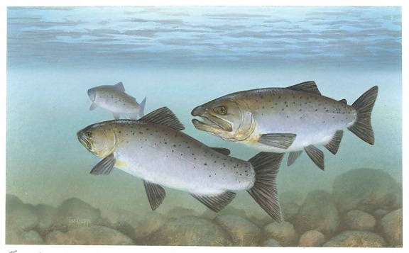 Pasifik, salmon, ikan, bawah air, oncorhynchus