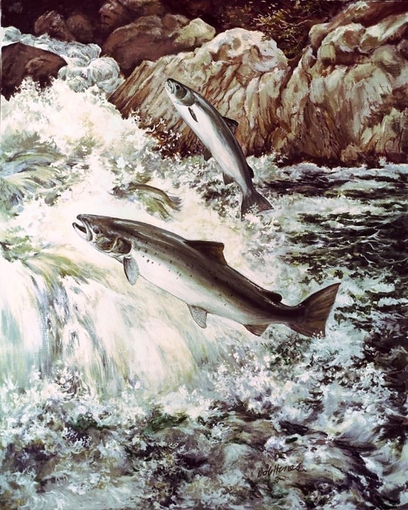 salmon, fish, swimming, upstream