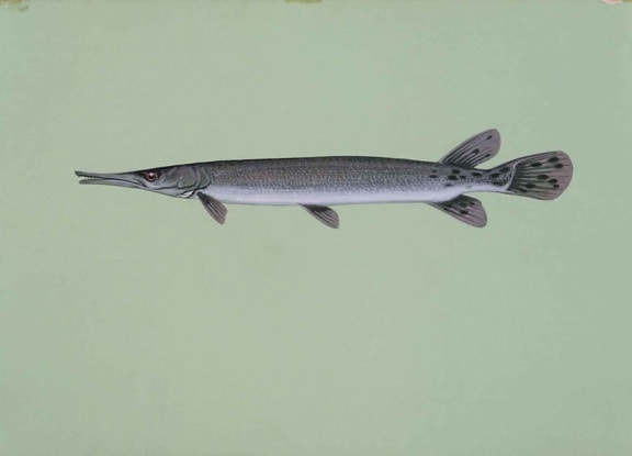 shortnose, Fisch, Lepisosteus, platostomus