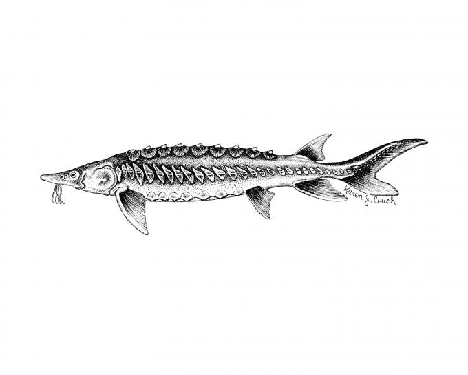 shortnose, sturgeon, fish, line, art, illustration, acipenser brevirostrum