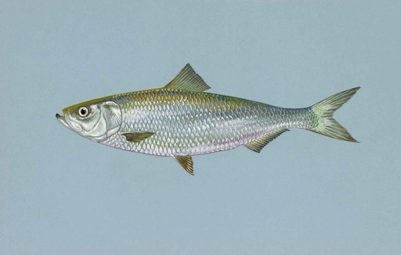 skipjack, herring, fish, alosa chrysochloris