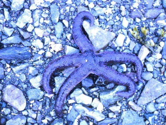 starfish, rocky, beach