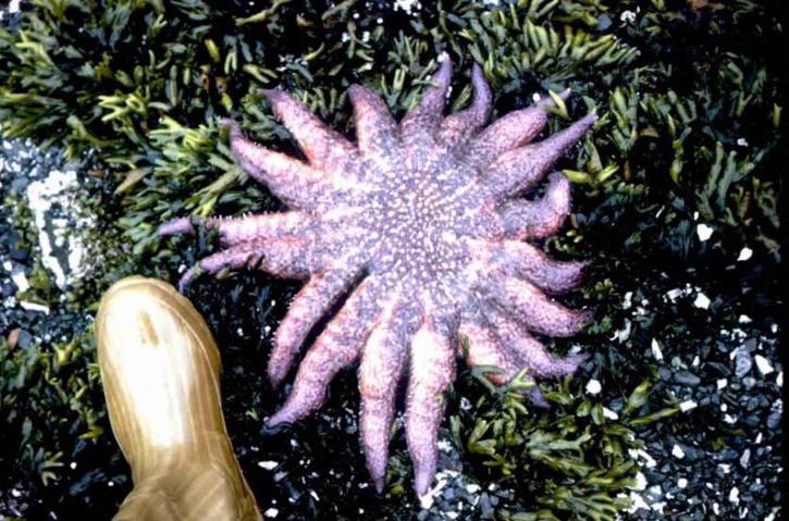Ayçiçeği, deniz yıldızı, pycnopodia, helianthoides