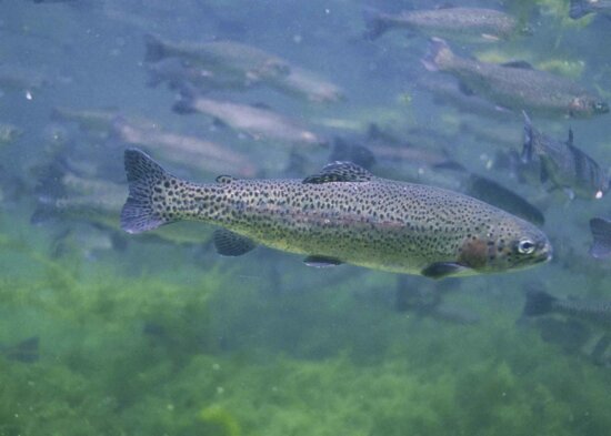 up-close, rainbow, trout, fish, underwater, oncorhynchus, mykiss