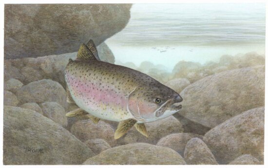 rainbow, trout, fish, oncorhynchus, mykiss