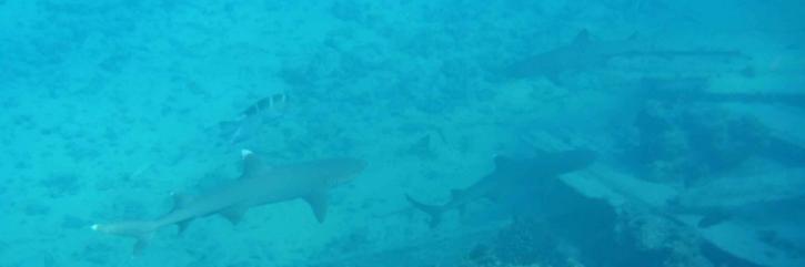 两个, 白色, 尖端, 礁, 鲨鱼, 水下, triaenodon, 大