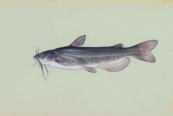 biały catfish, ryby, amereiurus catus