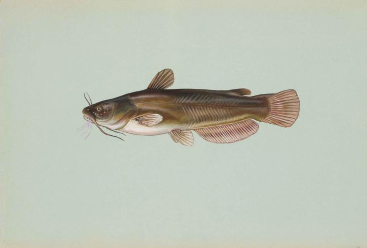 жълто, главоч, риба, ameiurus natalis