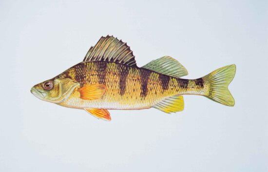 yellow, perch, fish, perca, flavescens