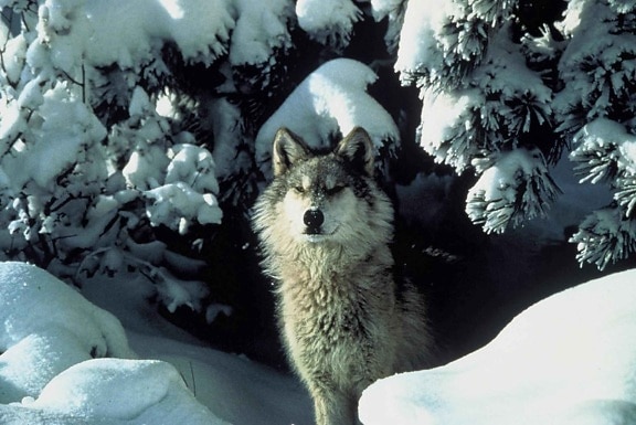 endangered, gray wolf, peers, snow, covered, shelter