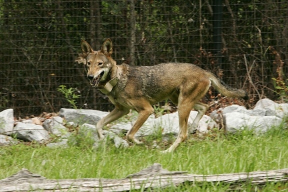 endangered, red wolf, canis rufus