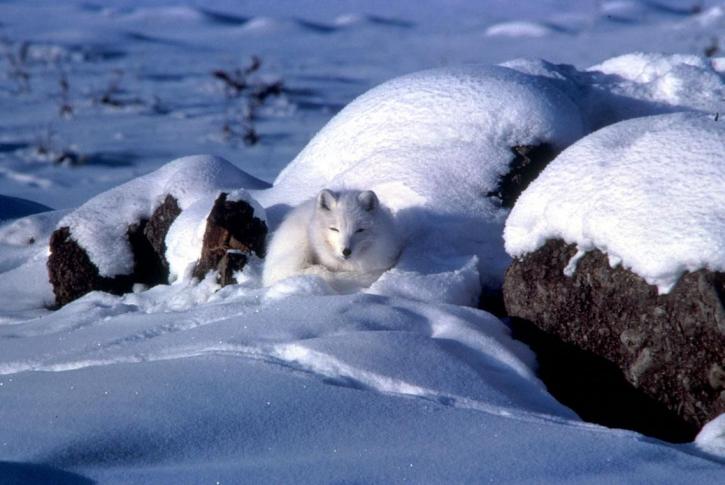 Песець, згорнувшись, сніг, Аляска, зима