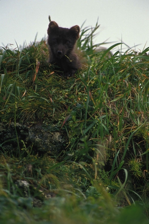 Arctic fox, grass, up-close, face