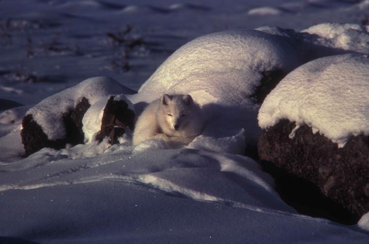 Lis arktyczny, śnieg, zwierząt