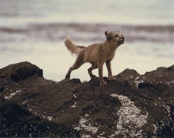 Arctic fox, rocks, animal, vulpes lagopus