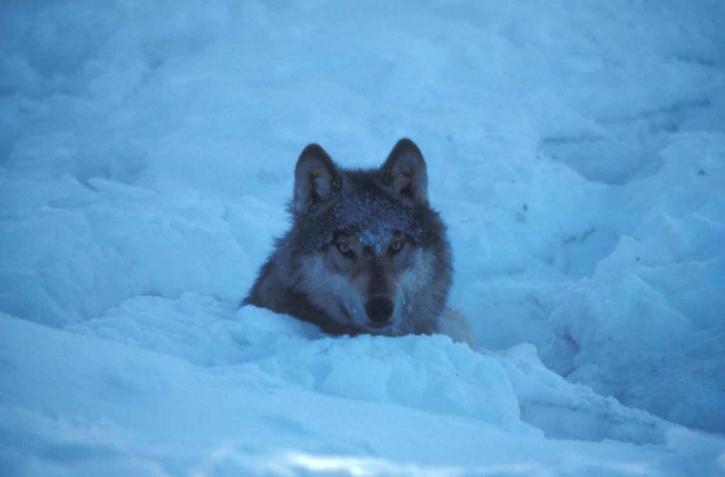Ártico lobo, lupus de canis, familia, cánidos, llanuras, tundra, madera, lobo