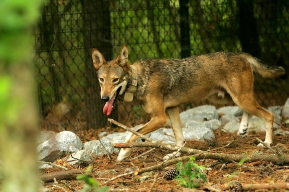 captive, red wolf, canis rufus