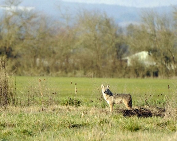 coyote, canis latrans