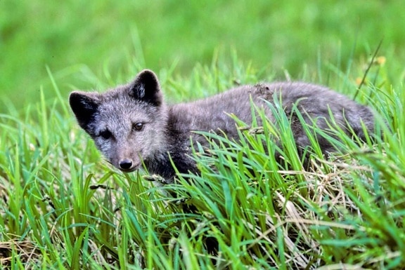 fox, pup, grass