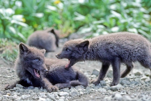 fox, pups, animals