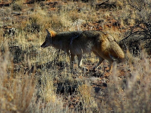 foxes, coyotes, wild, anilmal, field