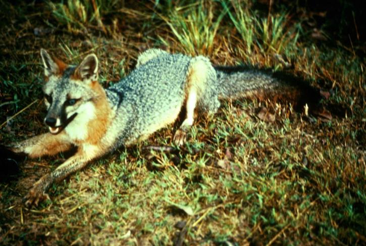 Gray fox predator, urocyon, cinereoargenteus