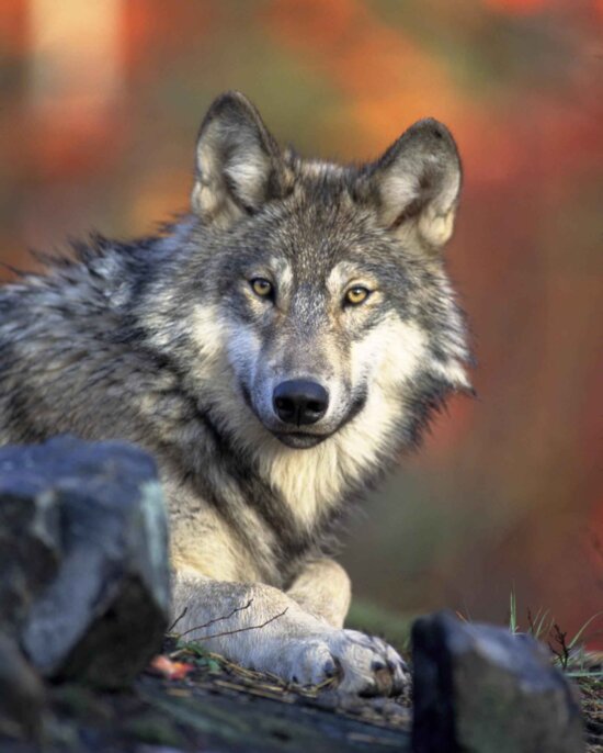 gray wolf, head, canis lupus