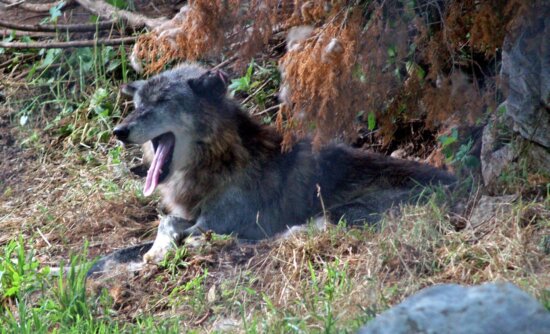 gray wolf, yawning