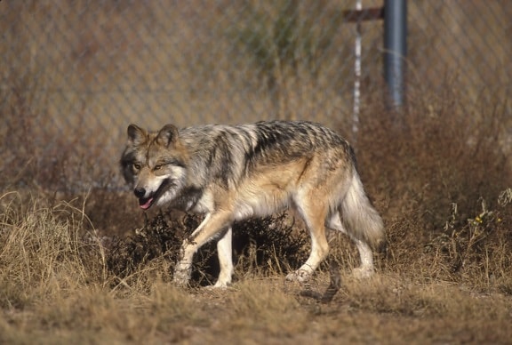mexican, wolf, canis lupus, baileyi