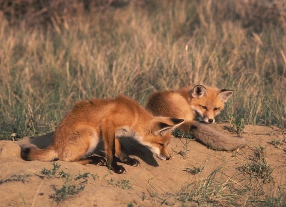 pair, red fox, pups, rest, side