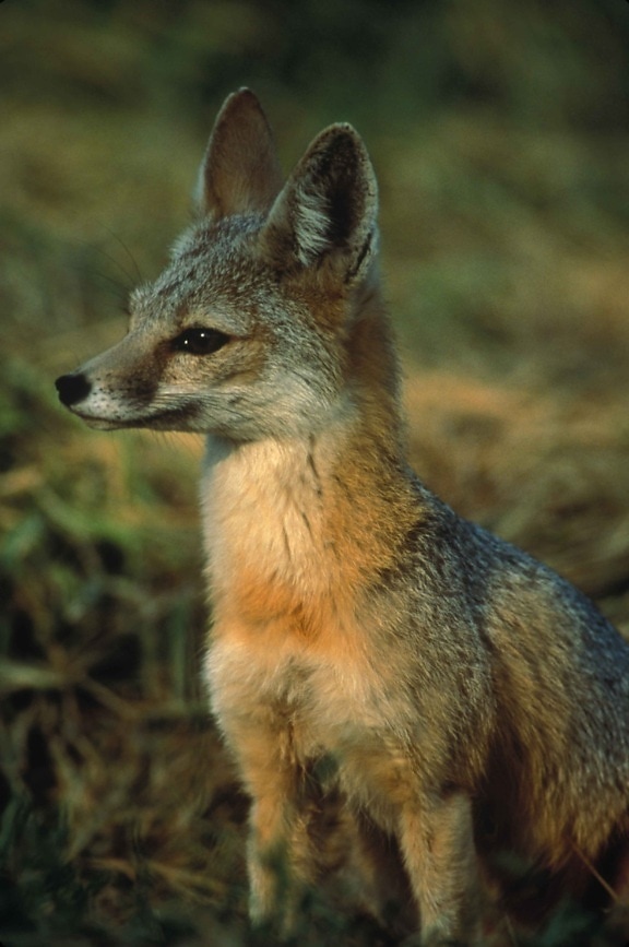 profile, Joaquin, kit, fox, vulpes macrotis, mutica