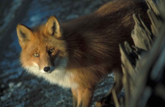 red fox, details, photo