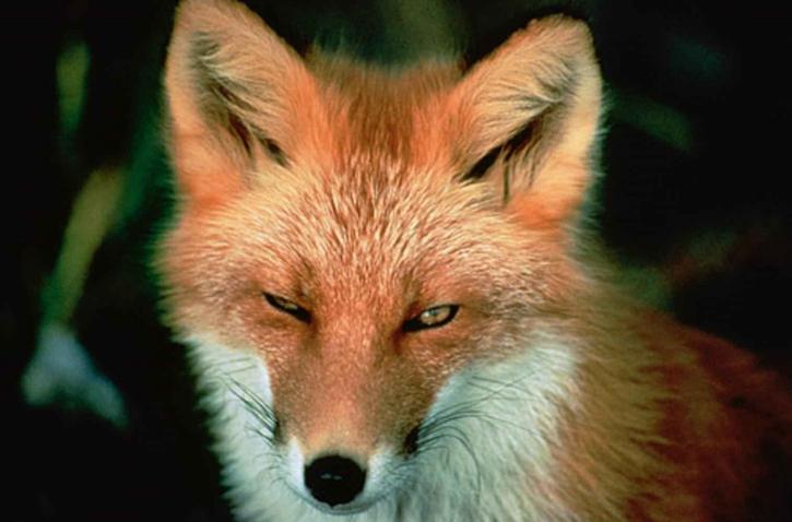Red fox, twarz, ssak, vulpes vulpes