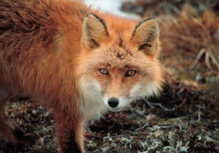 Red fox, furbearing, động vật có vú