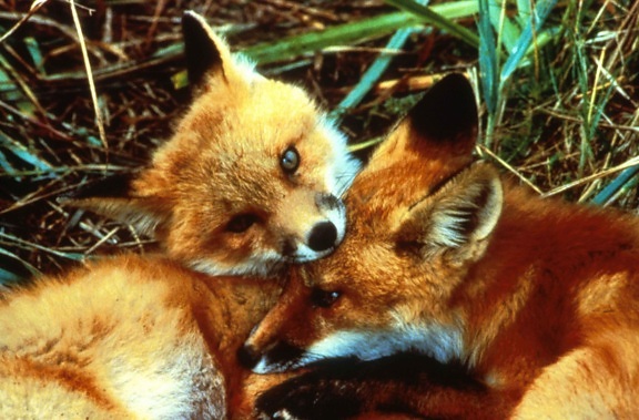 red fox, kits