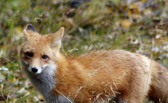 red fox, male