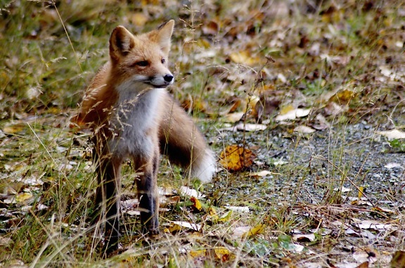 red fox, mammal