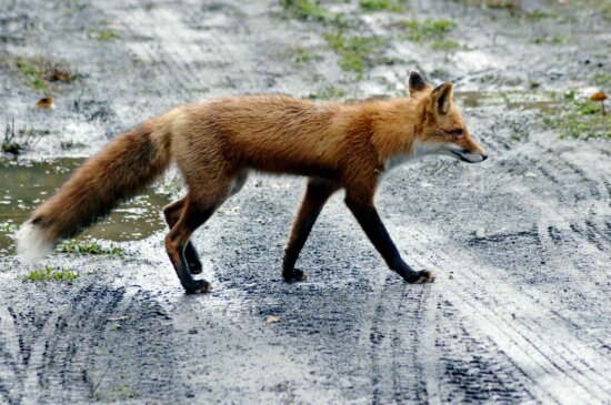 red fox, road