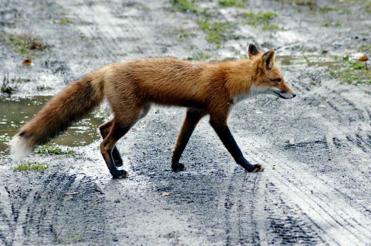 赤狐、道路