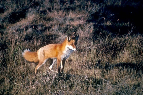 red fox, predator, mammal