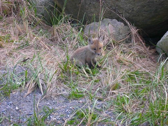 red fox, vulpes vulpes adorable, baby, small, canine
