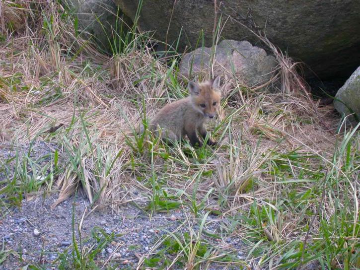 Red fox, små små søte, baby, små, hjørnetann